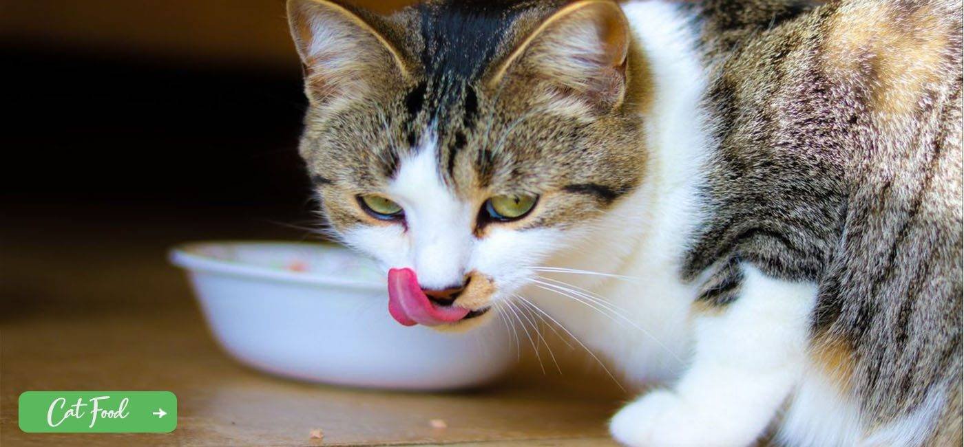 Cat Feed Supermucil Feeds Manufacturer Exporter Supplier Producer Siddhpur Gujarat India